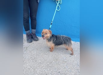 Tara, sucht mit ihrem Freund Tobby ein Zuhause