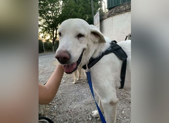 BLANCA