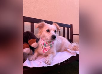 Ashley SR – Liebe Spitz-Hündin sucht ihr Für-Immer-Zuhause
