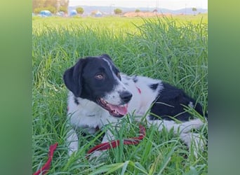 Leon sucht ein Zuhause