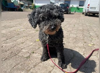 Nini, Zwergpudel, geb 2017, Kuschelkönig sucht Zuhause