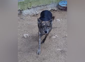 ❤ Nala ❤ wünscht sich ein Zuhause