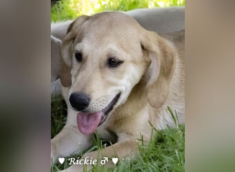 Ralfie, Roberta, Robbie und Rickie suchen eine Familie