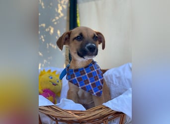 Adi LM - Zuhause gesucht – Neun kleine Hundekinder auf großer Mission