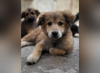 Fiete ❤️ verschmuster, offener Hundejunge
