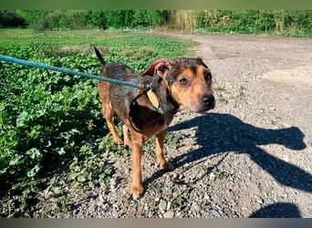 Rana, in sich ruhende kleine Zaubermaus