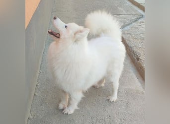 ❤️ liebe Familiehündin FRIDA - 3,5 Jahre, 60cm - Samojede