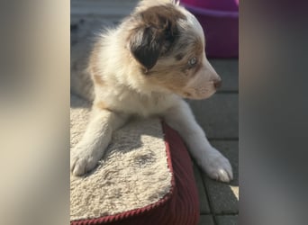 Wunderschöne Border-Collie Welpen (Merle+Braun) ABGABEBEREIT