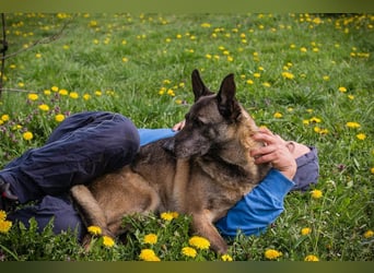 Flower-  Liebevolle Malinois-Mix-Hündin sucht ein geborgenes Zuhause