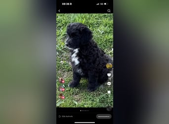 Labradoodle Ich bin der letzte aus diesem Wurf