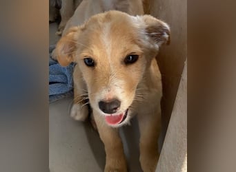 Tasha, geb. ca. 03/2025, lebt in GRIECHENLAND, im städt. Tierheim Serres