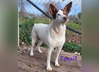 Cuqui1 06/2019 (ESP) - entspannte und liebe kleine Ratonero Bodeguero Andaluz Hündin!