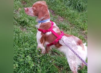 Luna - Schmuse-Bretonin sucht ein Zuhause voller Geborgenheit und Abenteuer