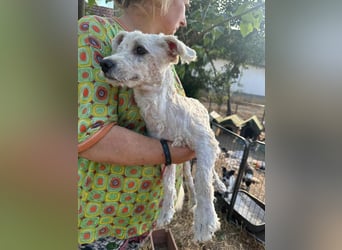 Kefir, geboren 20.04.2020, 29cm sucht sein Körbchen