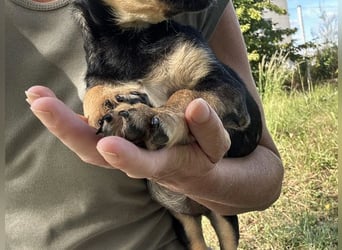 Chip 269814: Hundekind sucht ein Zuhause