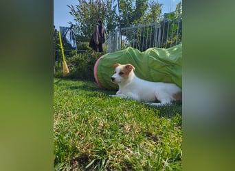 Canaan Dog-Welpe (Kanaan-Hund)