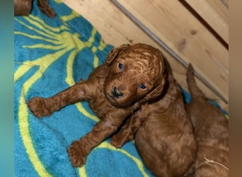 Kleine Toy Pudel rot braun (asiatische Linie)