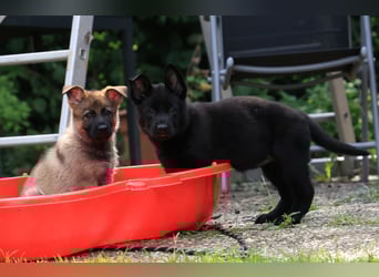 Schäferhund, Welpen, gerader Rücken, SV Papiere