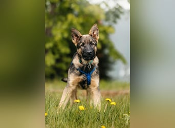 Verspielter Floppi sucht seine Menschen