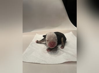 Hündin Nr7 bereist reserviert