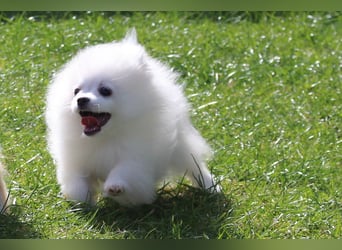 Zwei kleine Eisbären Zwergspitz Pomeranian suchen Kuschelpartner