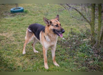 Flash – Dein Partner mit der kalten Schnauze