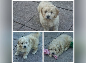 Goldendoodle Medium - noch 2 traumhafte Hündinnen abzugeben. Langjährige, überprüfte Zucht.