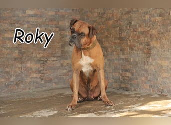 Schenken Sie Roky eine Zukunft?