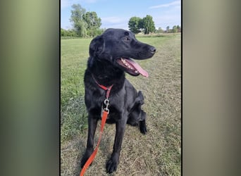 Shakir ein großer Hund mit großem Herz