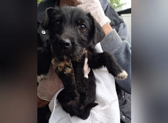 ⭐️LIV⭐️, Hündin, 2,5 Monate, 17 cm, Mischling, Tierschutz
