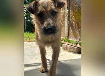 Teddy, 2 Jahre sucht sein Körbchen