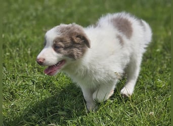 Border Collie Welpen -  Rüden