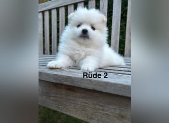 Süße Pomeranian Zwerkspitz Welpen 