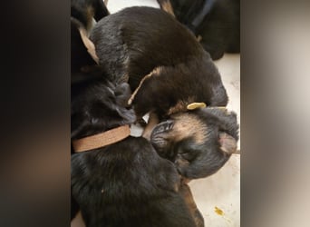 Rottweiler Schäferhund Mischling