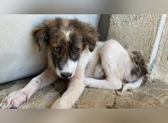 Evans, geb. ca. 04/2025, lebt in GRIECHENLAND, im städt. Tierheim Serres