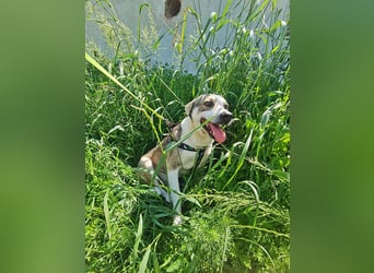 Bobby, menschenbezogen und lieb