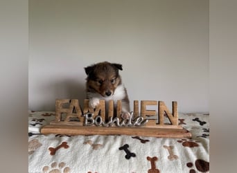 Wundervolle Collie-Welpen aus liebevoller VDH-Zucht suchen ein liebevolles Zuhause
