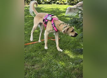 Toller Familienhund sucht ein Zuhause