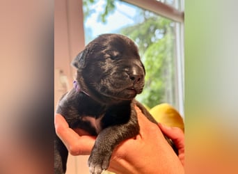 Wurf Cane Corso/Flat & Broholmer