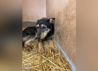  Max gibt sich auf 