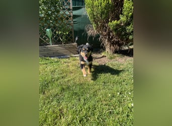 Dieser süße Australian Shepherd Rudel