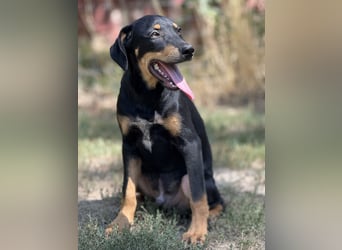 Dobermann - Mix, 5 Monate alt, rundum verträglich