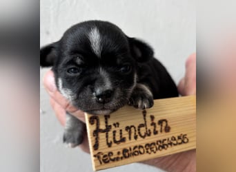 Chihuahua Welpen ab 22.08 abzugeben
