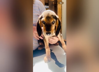 Bezaubernde, zärtliche Chanel sucht ihr Körbchen