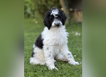 Bezaubernde Königspudel Welpen, Großpudel, Harlekin, Pudel, Videos