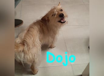 Dojo geb. 04/2023 (ESP) - menschenbezogener, kleiner Yorkshire Terrier-Mix!