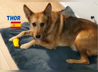 !!!Notfall!!!Thor,geb.06/19,liebenswerter Podenco Rüde sucht seine Familie