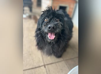 Tobi, altes Hundeherz möchte gern noch einmal ankommen dürfen