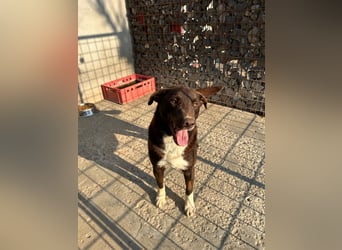 Fröhlicher Dobby sucht Familie