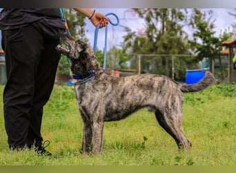 Benito, Mix Labrador / Rafeiro Alentejano, lieb und sozial